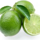 Lime Bearing Fruits Tree Huge Yellows Green Lumpy Lemons Size Oval Shaped 6" Pot Fresh Garden