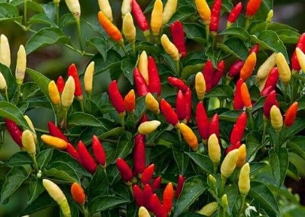 Sweet Bell Peppers Red Hot Tabascos Capsicums Frutescens Compact Bushes 20 Seeds Fresh Garden