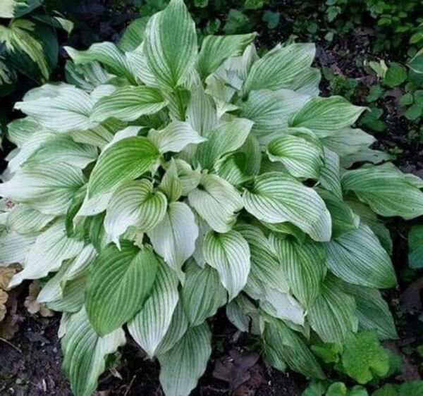 Feather White Unbelievable Hosta Rare Cream And Green Foliage 3 Bareroots Fresh Garden