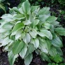 Feather White Unbelievable Hosta Rare Cream And Green Foliage 3 Bareroots Fresh Garden
