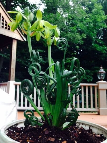 Albuca Spiralis Rare Succulent Sizzle Easy Frizzle Strange Indoors Plant 2 Bulbs Fresh Garden