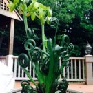 Albuca Spiralis Rare Succulent Sizzle Easy Frizzle Strange Indoors Plant 2 Bulbs Fresh Garden