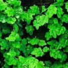 Creeping Mini Oakleaf Topiary Terrarium Fairy Indoors And Outs Live Plant 4" Pot Fresh Garden