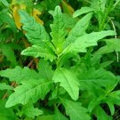 Epazote Mexican Excellent Herb Attractive Annual Chenopodium Ambrosioide 50 Seed Fresh Garden