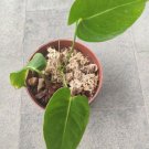 Anthurium Veitchii King Live Plant Leaves Indoor 3" Pot Fresh Garden