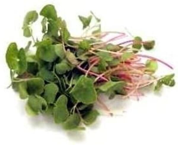 Sprouting Buckwheat Mild Tastes Grow Your Owns In Just A Few Days 4 Ounces Seeds Fresh Garden