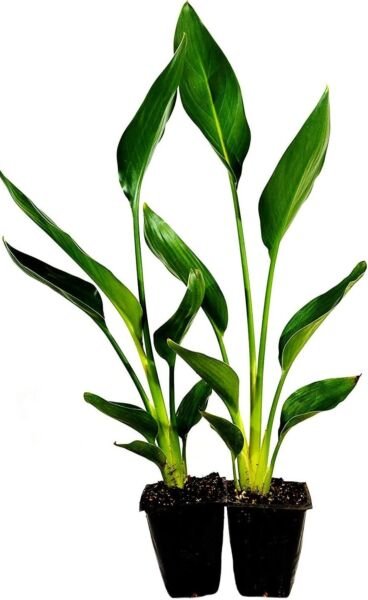 Two Orange Bird of Paradise Live Plant Indoor Plant 2 Pack 2" Pot Fresh Garden