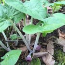 Asarum Ginger Perennial Wild Canadense Plants Organic Planting Stock 5 Bare Root Fresh Garden