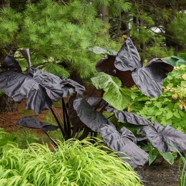 Colocasia Black Goblet Elephant Ear Live Plant 3" Pot Fresh Garden