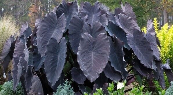 Colocasia Esculenta Black Ruffles Elephant Ear Live Plant Fresh Garden