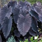 Colocasia Esculenta Black Ruffles Elephant Ear Live Plant Fresh Garden