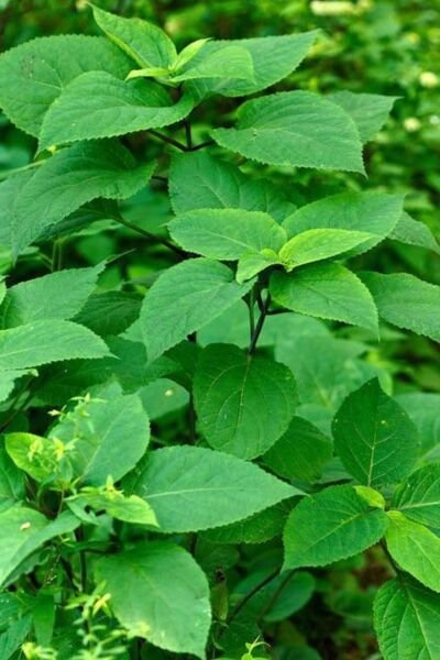 Canadensis Stone Medicinal Organic Transplant Collinsonia Wildflower 3 Bare Root Fresh Garden
