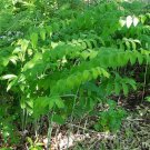 Polygonatum True Organic Solomons Seal Biflorum Plant Bulbs Planting 40 Root Fresh Garden
