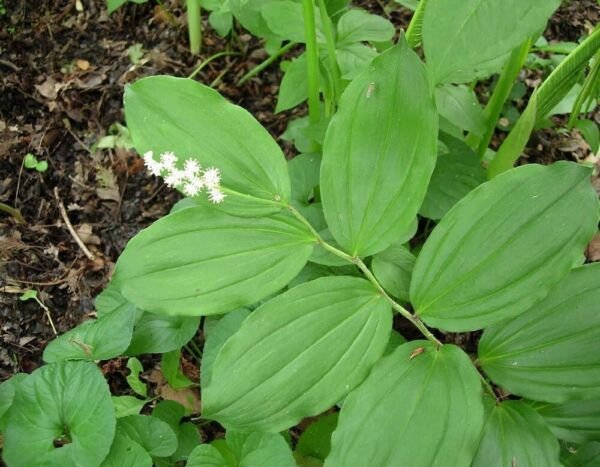 Maianthemum False Solomonseal Solomons Organic Racemosum Seal Plant 40 Bare Root Fresh Garden