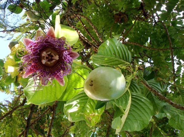 Passiflora Quadrangularis Live Plant Granadilla Passion Fruit Vine Flowers 3"Pot Fresh Garden
