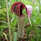 Arisaema Jack In The Pulpit TriphylluIndian Turnip Planting Organic 15 Bare Root Fresh Garden