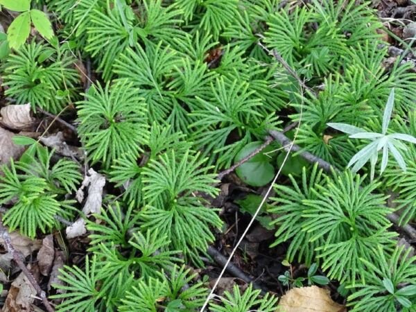 Complanatums Wildflowers Lycopodium Cedar Vine Native Transplant 20 Fan Clubmoss Fresh Garden