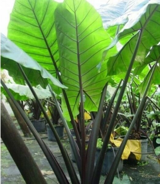 Alocasia Macrorrhiza Black Stem Elephant Ear 3" Pot Live Plants Fresh Garden