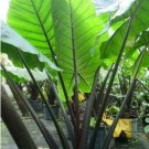 Alocasia Macrorrhiza Black Stem Elephant Ear 3" Pot Live Plants Fresh Garden
