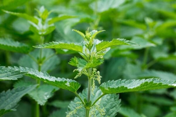 Dioica Nettle Stinging Transplant Organically Grown Urtica Organic 10 Bare Roots Fresh Garden