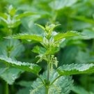 Dioica Nettle Stinging Transplant Organically Grown Urtica Organic 10 Bare Roots Fresh Garden