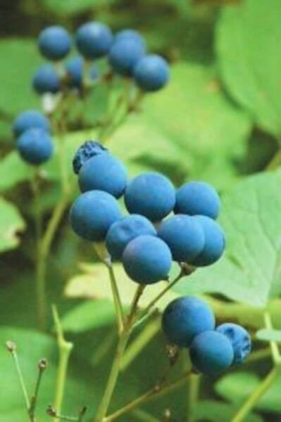 Caulophyllum Botanical Blue Thalictroides Cohosh Perennial Organic 10 Bare Roots Fresh Garden