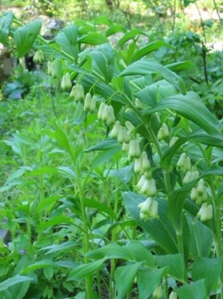 Biflorum Solomons Polygonatum Organically Growns Transplant Organic 5 Bare Roots Fresh Garden