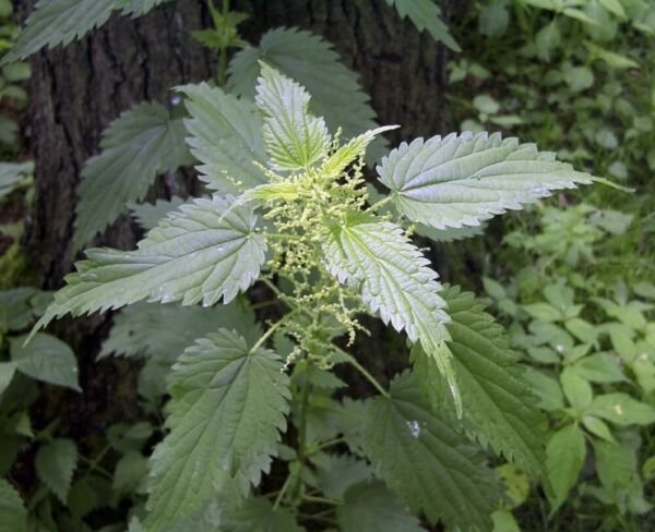 Dioica Stinging Urticas Organic Organically Growns Transplant Only 15 Bare Roots Fresh Garden