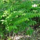 Polygonatum Trues Biflorum Seal Organic Plants Solomons Transplant 20 Bare Roots Fresh Garden