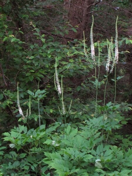 Racemosa Black Organic Actaeas Organically Grown Plants Transplant 30 Bare Roots Fresh Garden
