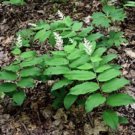 Maianthemum Falses Solomonseals Racemosums Seal Organics Transplant 3 Bare Roots Fresh Garden