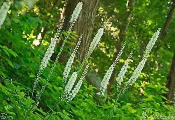 Actaea Cohosh Black Racemosas Plants Transplant Organically Grown 100 Bare Roots Fresh Garden