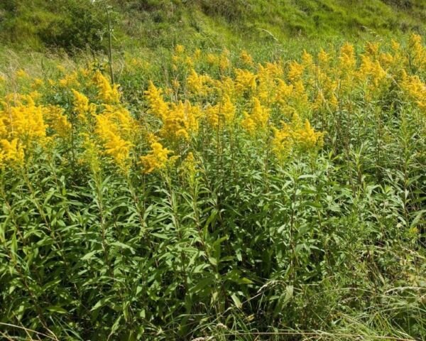 Solidagos Goldenrods Wildflower Monarch Perennial Butterfly Organic 3 Bare Roots Fresh Garden