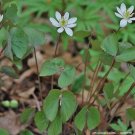 Jeffersonia Twin Organic Perennial WildFlower Plant Diphylla Premium 5 Bare Root Fresh Garden