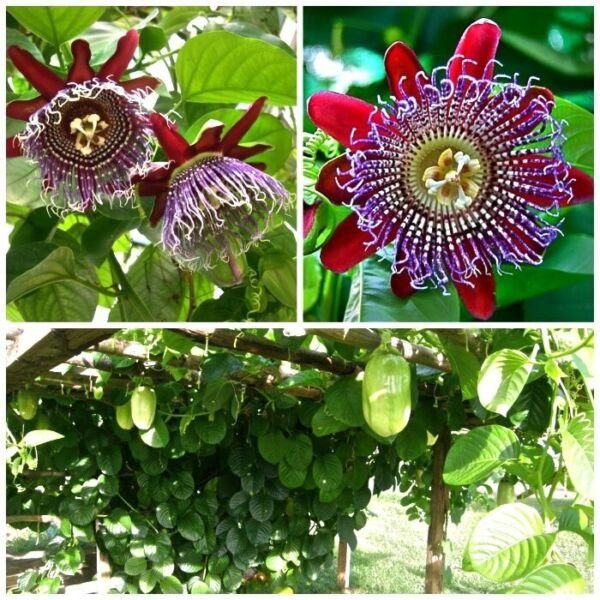 4 Giant Granadilla Passion Fruit Live Plants Four Plants Fresh Garden