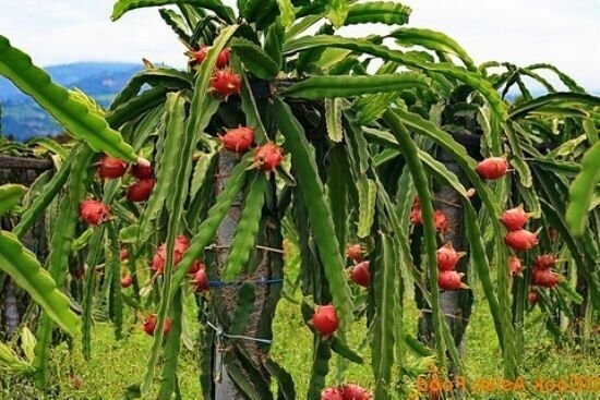 4 Edgar's Baby Dragon Fruit Red Live Four Plants Plant Fresh Garden