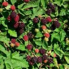 4 Raspberry Blackberry Loganberry Mix Boysenberry Live Plants Four Plant Fresh Garden