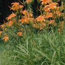 Twanys Wilds Day Orange s Ditch Lillies Water Plant Perennial 5 Bare Roots Fresh Garden