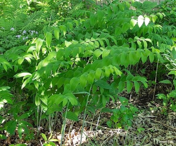 Biflorum Solomons Plant Polygonatum Organicly Grown Seal Transplant 10 Bare Root Fresh Garden