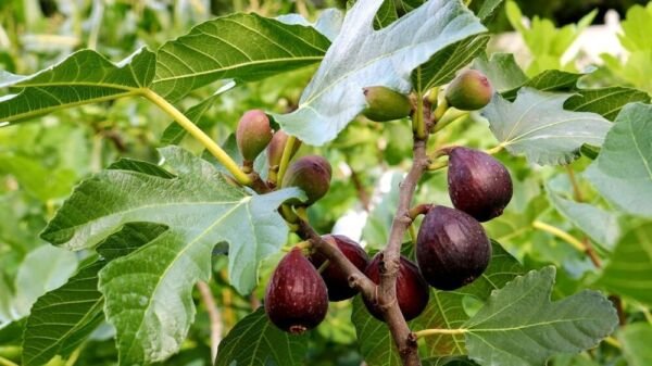 4 Violette de Bordeaux Fig Fruit Live Plants Trees Four Plant Fresh Garden