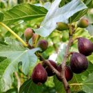 4 Violette de Bordeaux Fig Fruit Live Plants Trees Four Plant Fresh Garden