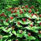 Marilandica Pinkroot Plant Perennial Spigelia Herb Wildflower 3 Bare Root Fresh Garden