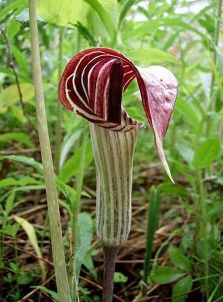 Arisaema Jack In The Pulpit Triphylum Organic Turnip Planting Stock 20 Bare Root Fresh Garden