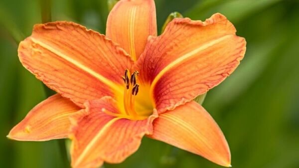 Lilly Wilds Twany Orange Ditch Plants Perennial Water Plant 10 Bare Roots Fresh Garden