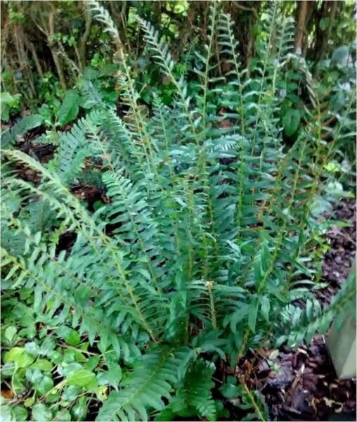 Acrostichoides Xmas Premium Evergreen Polystichum Ferns Perennials 50 Bare Roots Fresh Garden