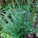 Acrostichoides Xmas Premium Evergreen Polystichum Ferns Perennials 50 Bare Roots Fresh Garden