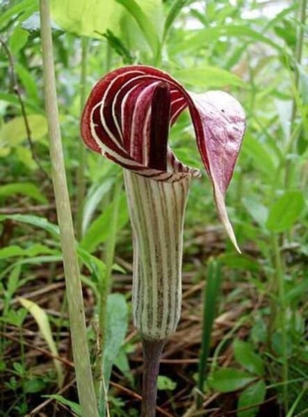 Triphyllum Jack In The Pulpit Arisaema Plant Organic Turnip Planting 5 Bare Root Fresh Garden