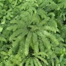Diaphanum Maidenhair Adiantum Organically Grown Fern Organic Plants 5 Bare Roots Fresh Garden