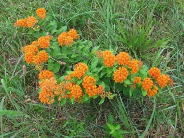 Tuberosa Butterfly Asclepias Organically Grown Weed Organic Pleurisy 5 Bare Root Fresh Garden