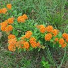 Tuberosa Butterfly Asclepias Organically Grown Weed Organic Pleurisy 5 Bare Root Fresh Garden